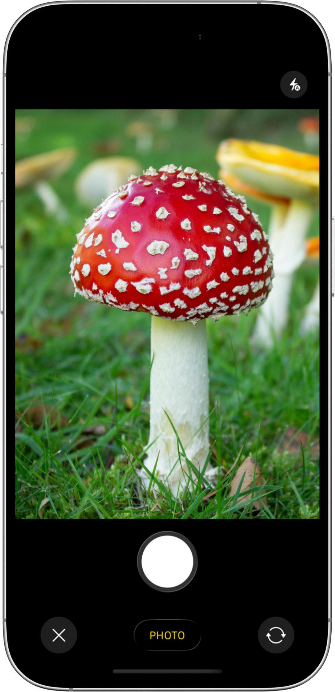 Camera screen for capturing mushrooms